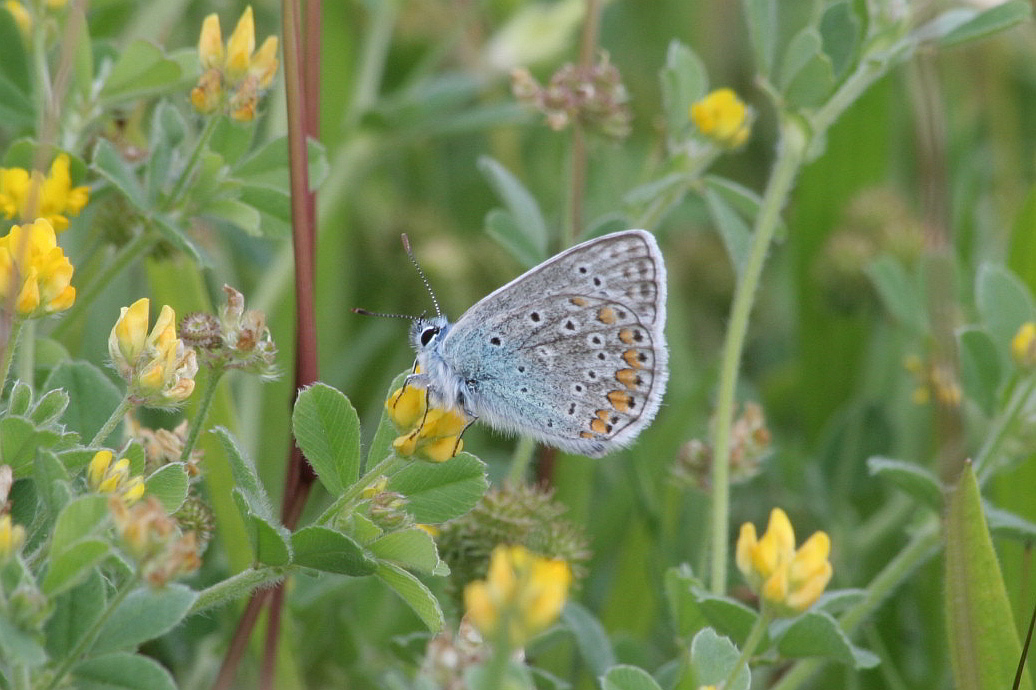 licenide piccolo e blu